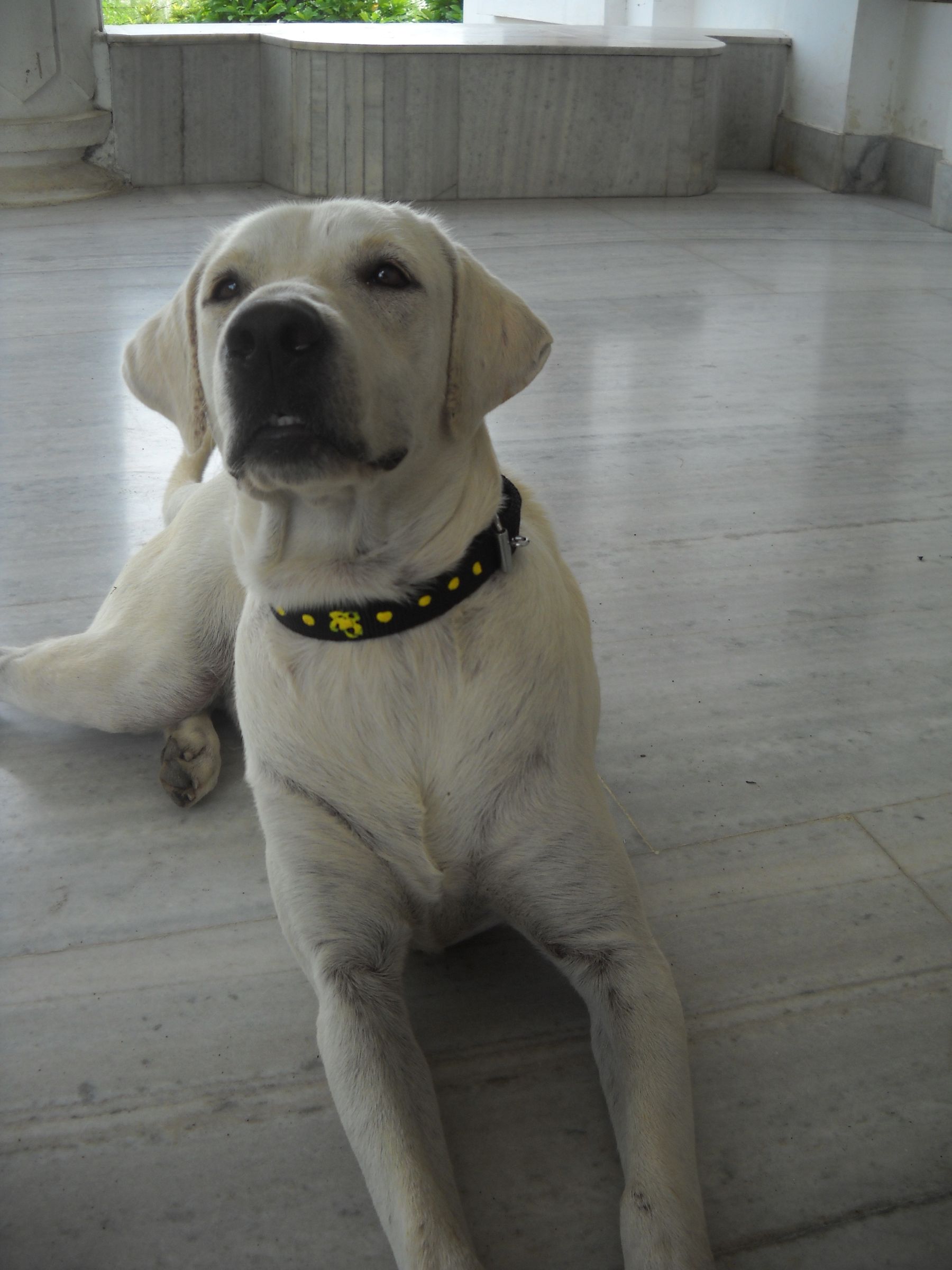 Easy Raised Paint Dog Collar !