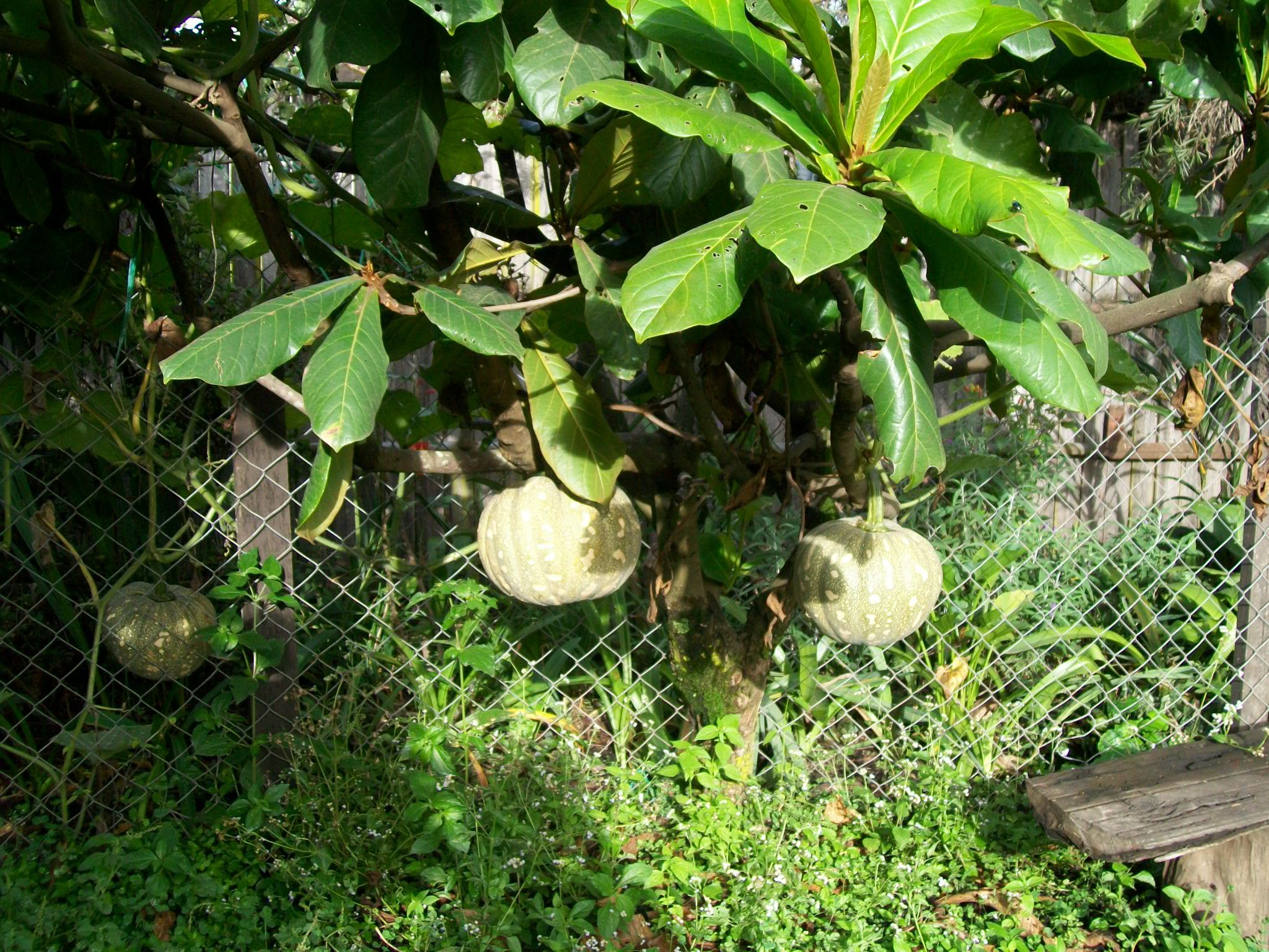 Pumpkin trees