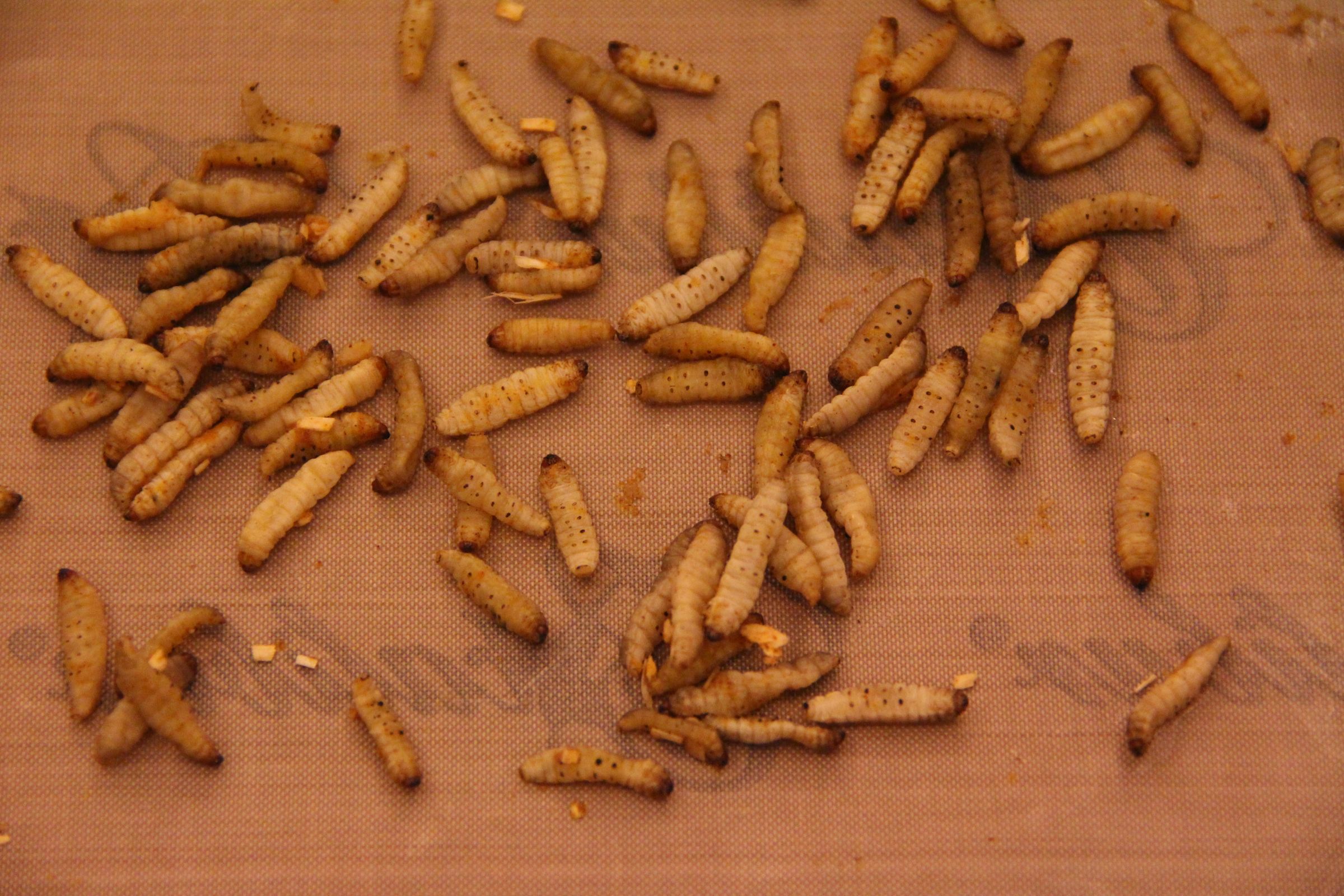 Insects for FoodPrep. 101 11 Steps (with Pictures) Instructables