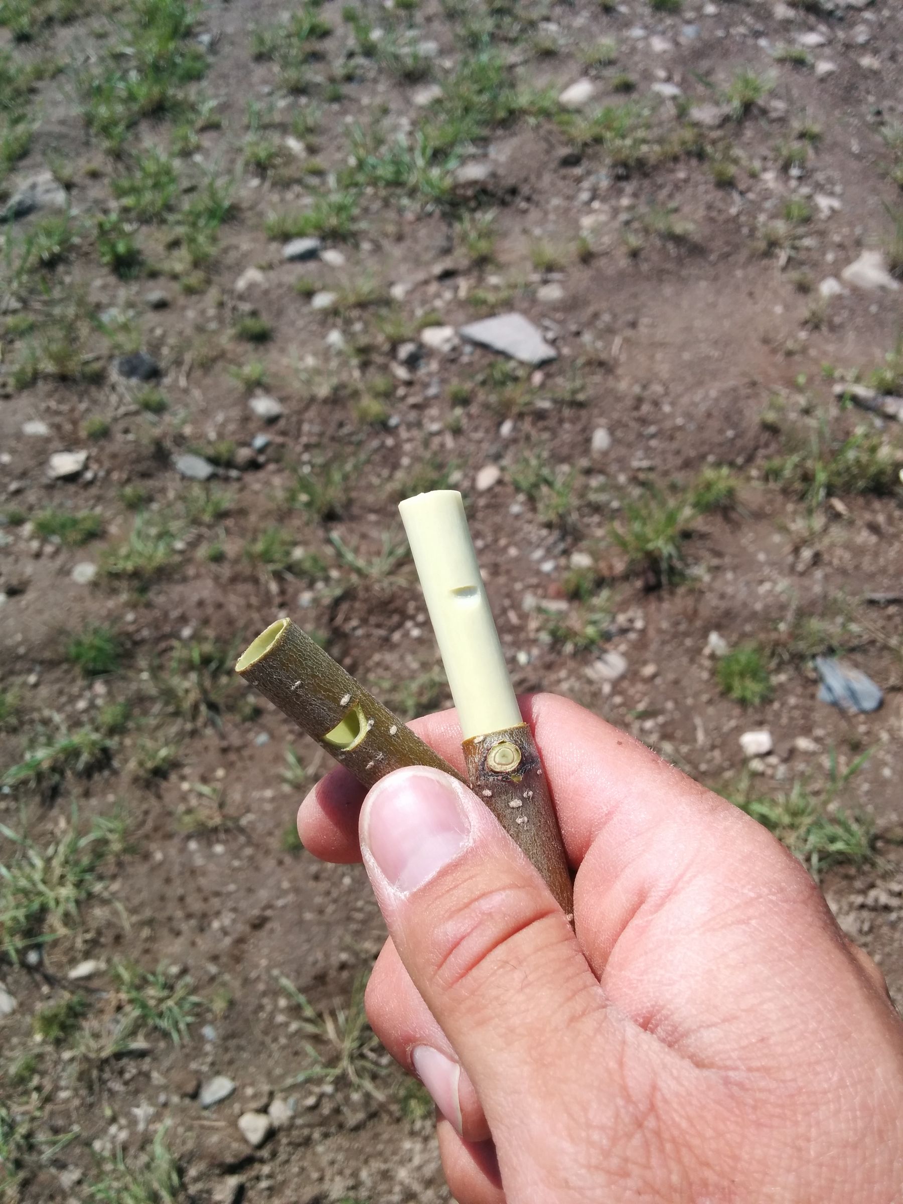 Stick Bark Whistle 10 Steps (with Pictures) Instructables