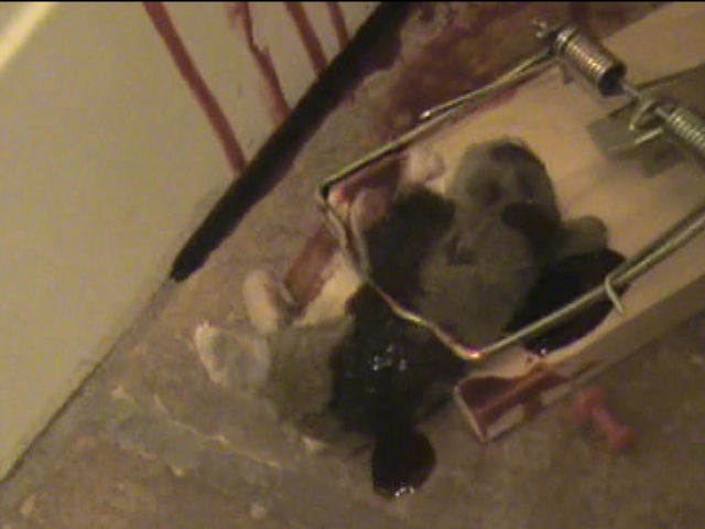 Setting Up the Dead Rat Prank!!!