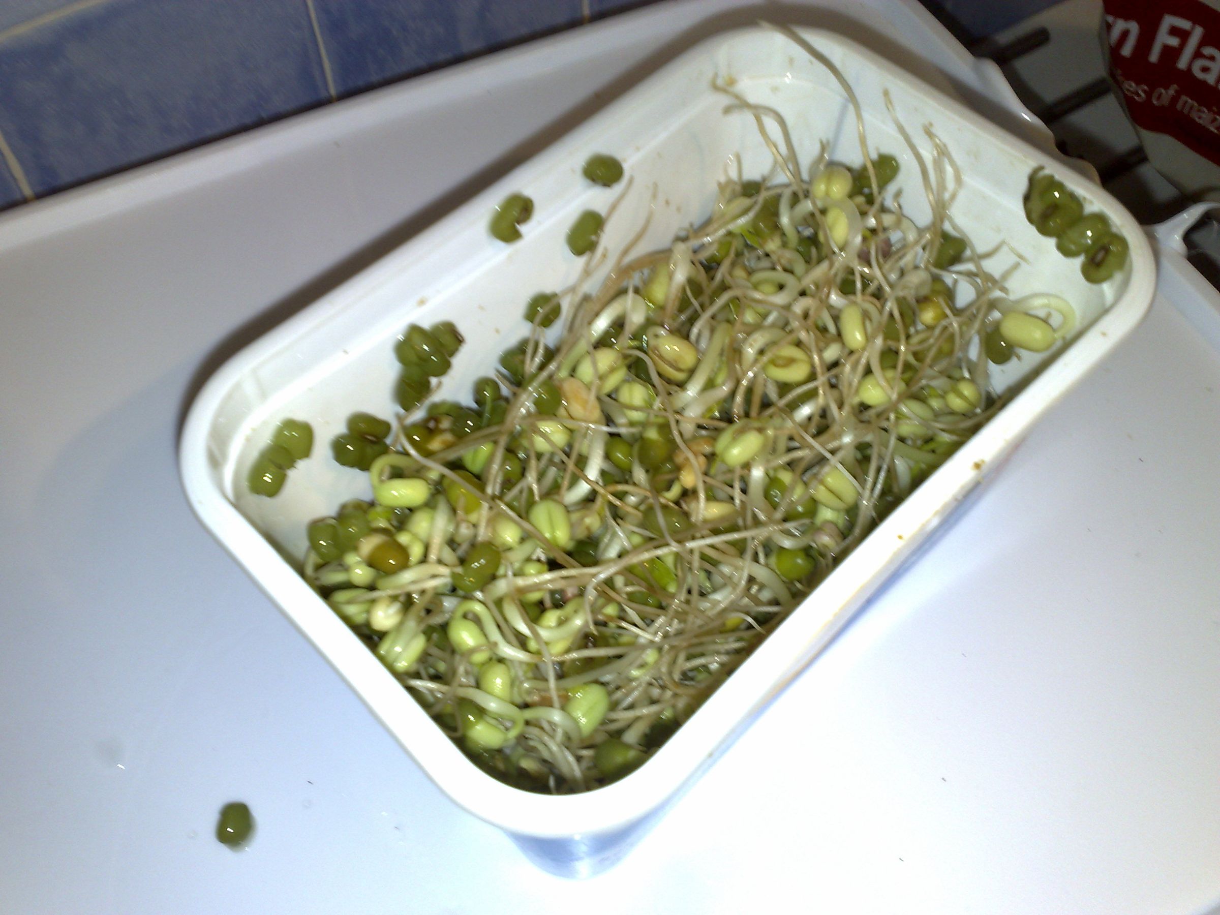 Grow Your Own... Beansprouts