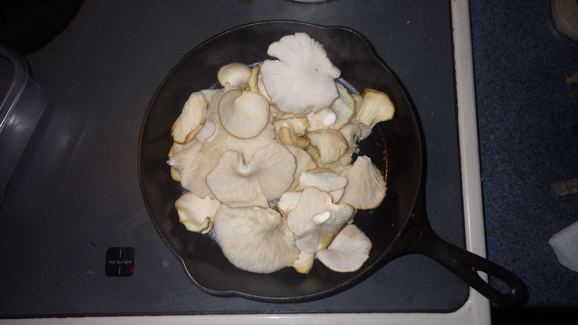 Oyster Mushrooms Simplified : 8 Steps (with Pictures) - Instructables
