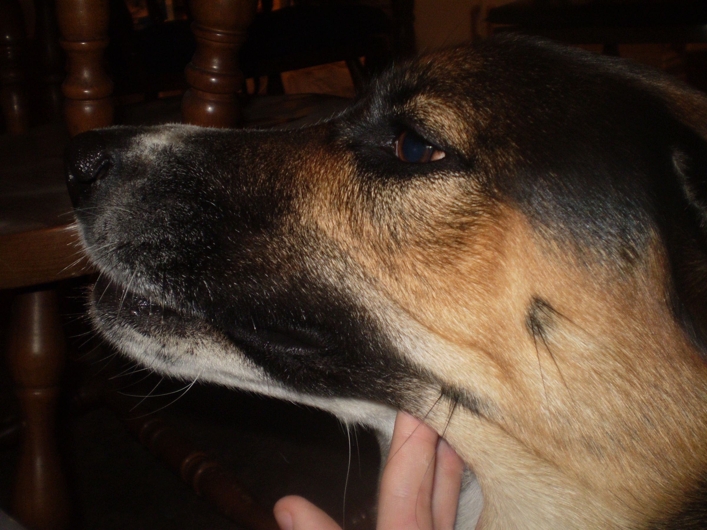 Filterized Water Bowl 2 for Parakeets,dogs,cats,genuea Pigs,rats,and Bunnies!!also a Bath for Parakeets.