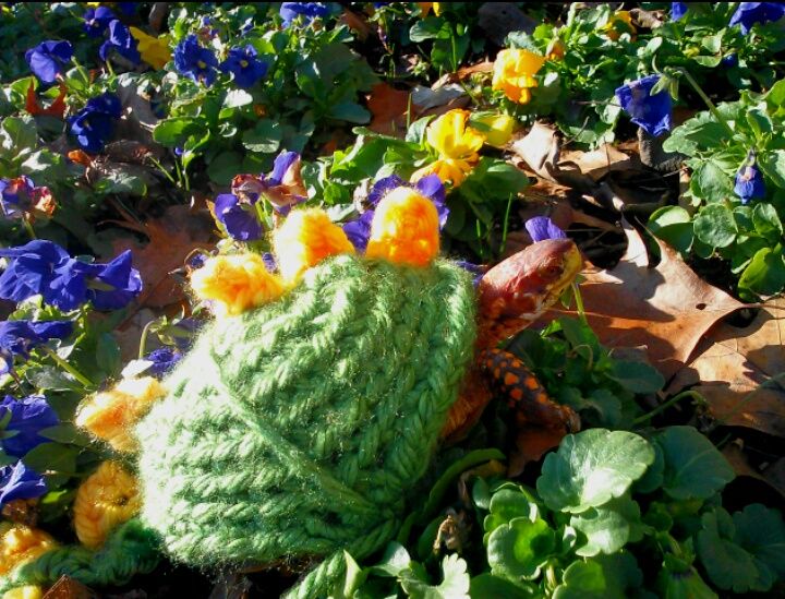 Sweater for Mr. Turtle!