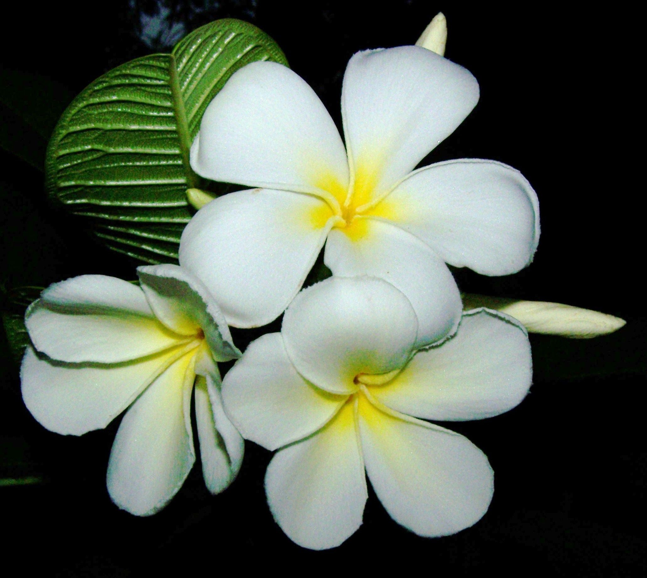 Plumeria Plants, Terms and Definitions for Plumerias and Other Tropical Plants, Part One