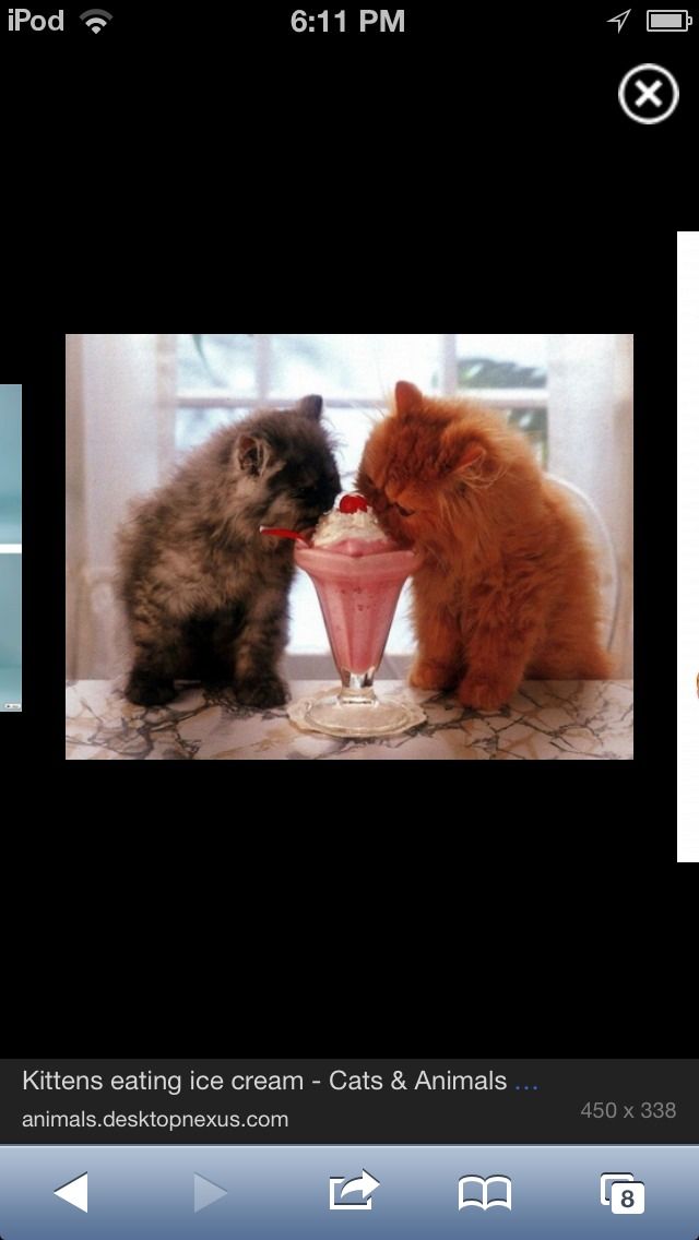 Quick, Easy Cat Toy!!