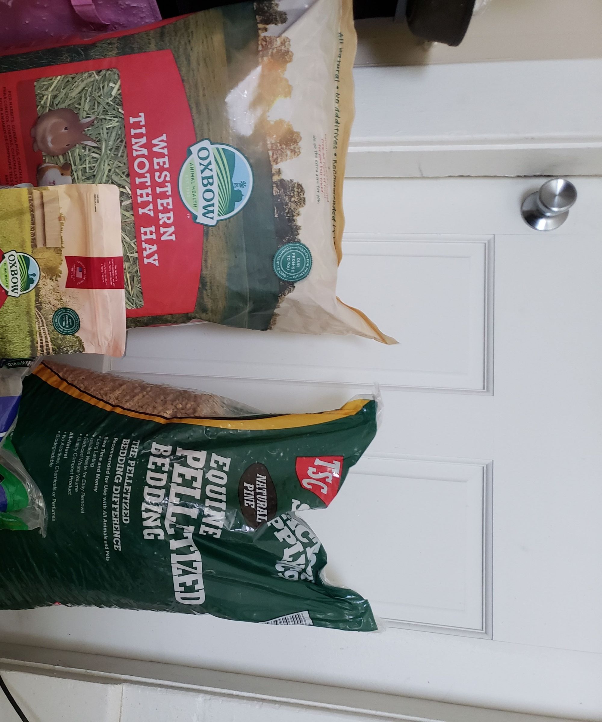 Basic Rabbit Care 101