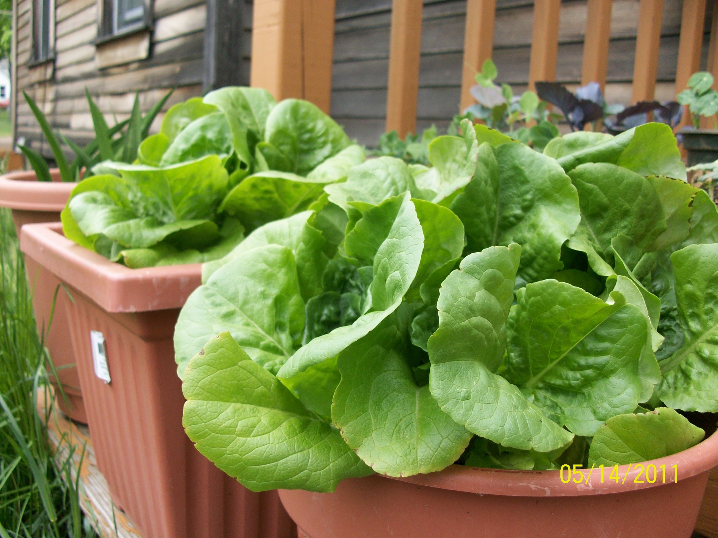 Urban Porch Garden (aka Getting Creative)