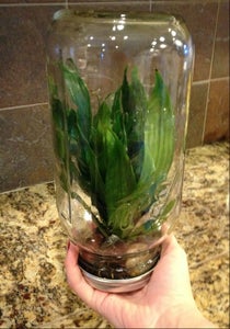 Pick Up Mason Jar.