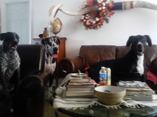 Spoil 3 Dogs to the Point of Ruin