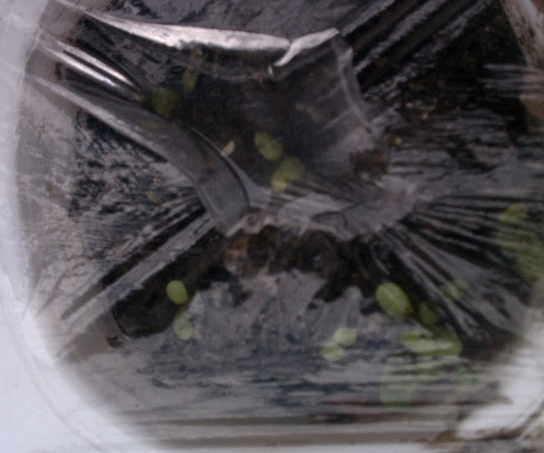 Winter Seed Starters