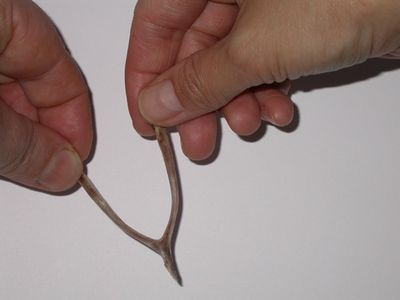 Preparing the Filling: Stripping the Chicken