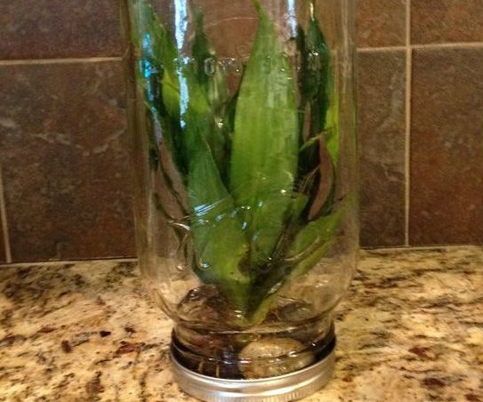 Mason Jar Terrarium