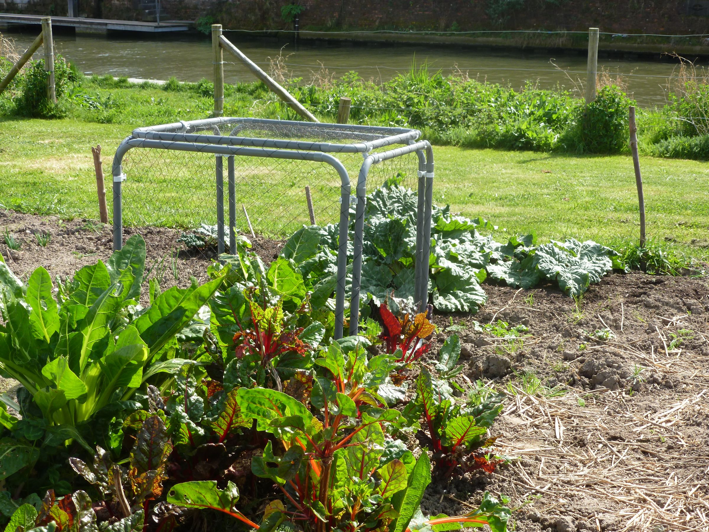 How to make a modular vegetable protection cage.