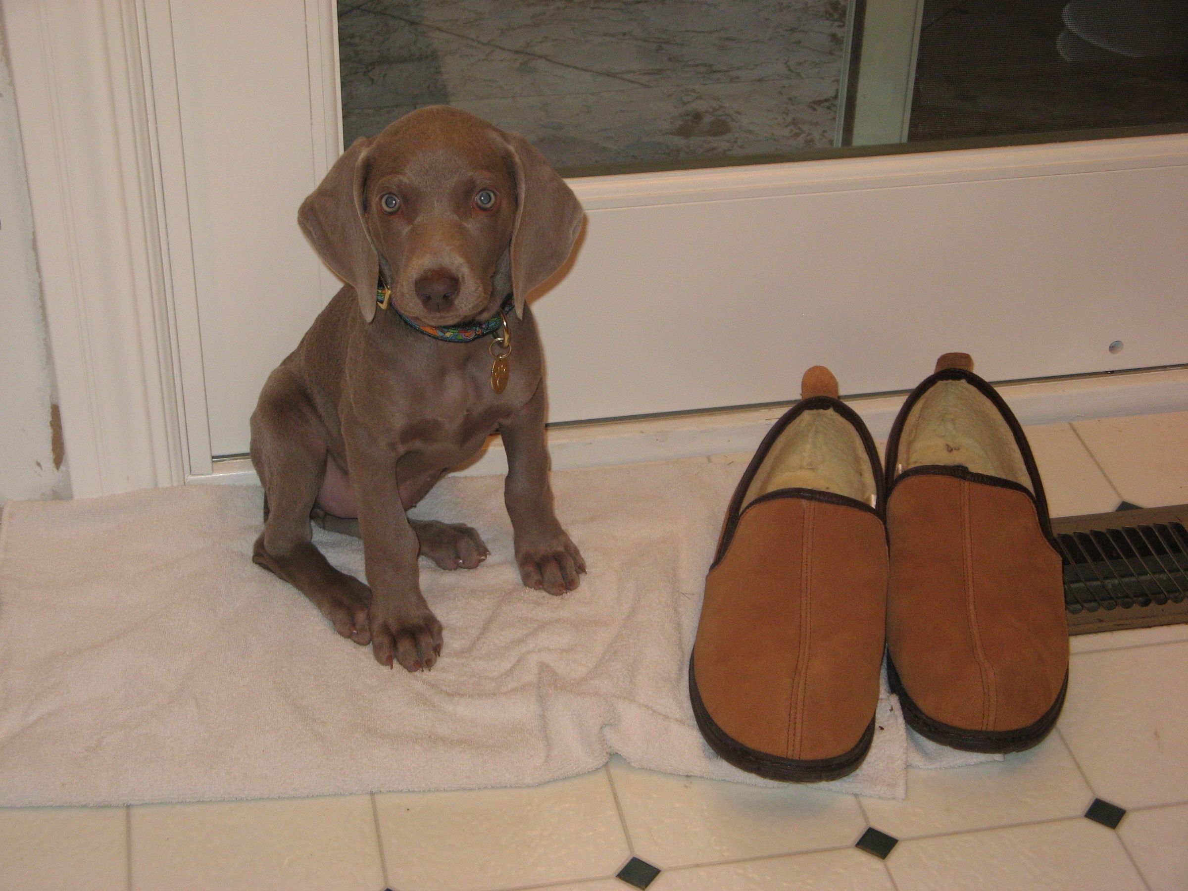 How to Make a Martingale Dog Collar 9 Steps (with Pictures