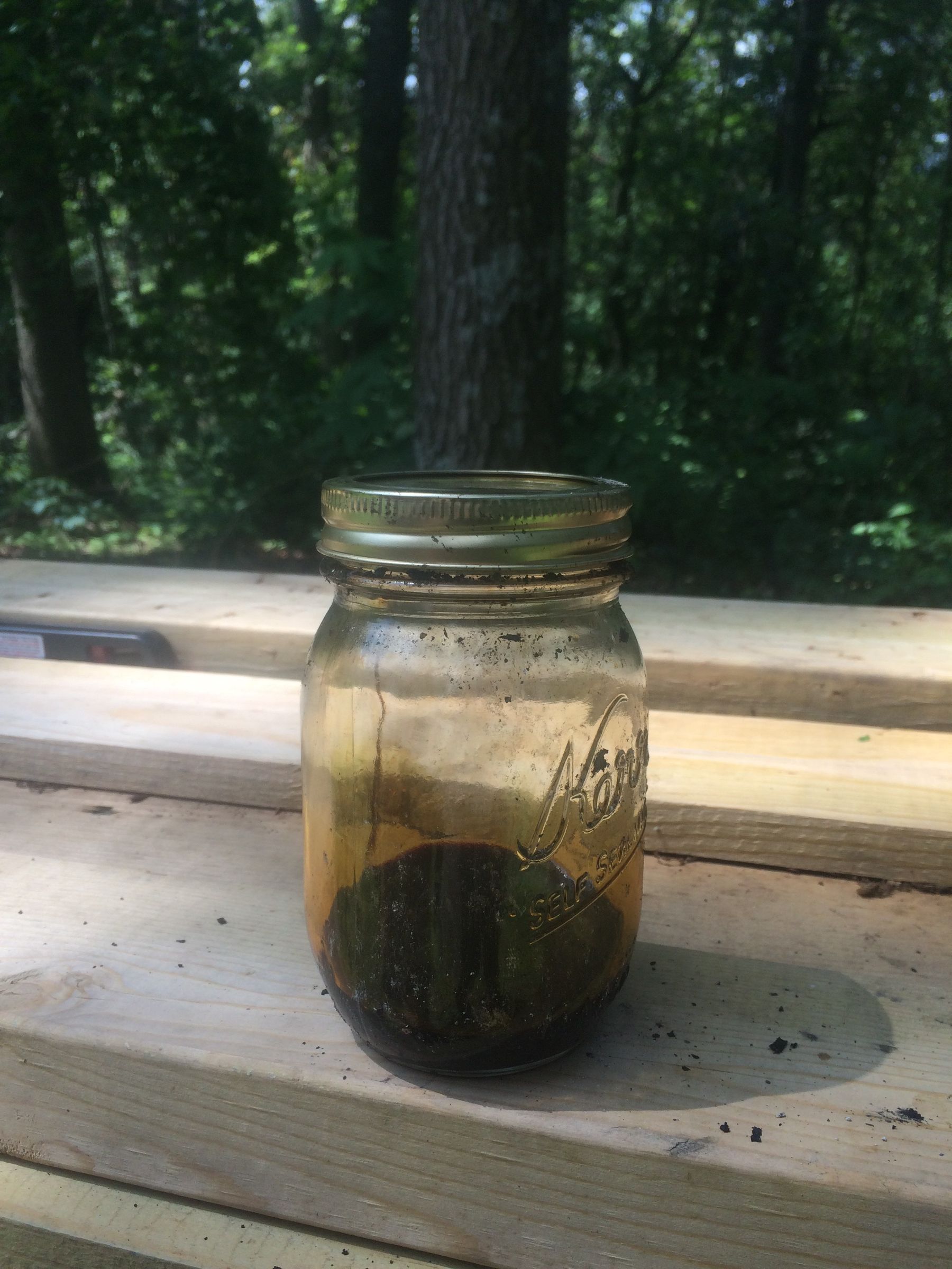 Birch Bark Resin: Bug Repellent
