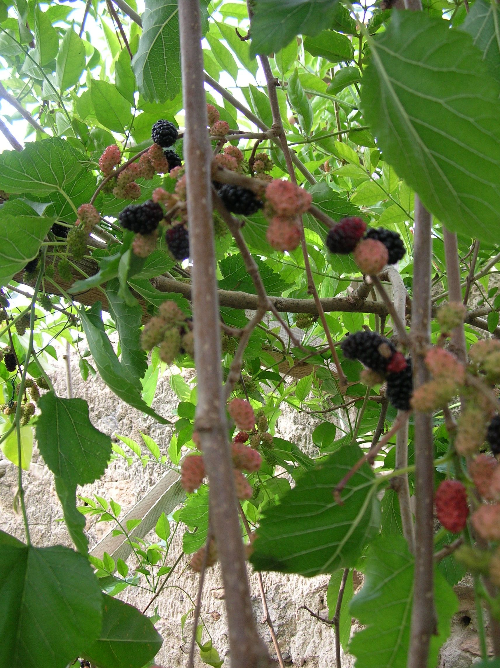 My Mulberry's Cordial