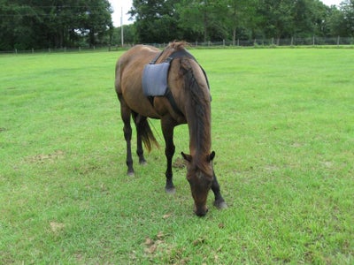 Ice Pack Vest for Horse