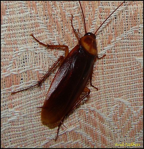 How to Make a $1 Roach Trap and End Your Bug Problems for Good!