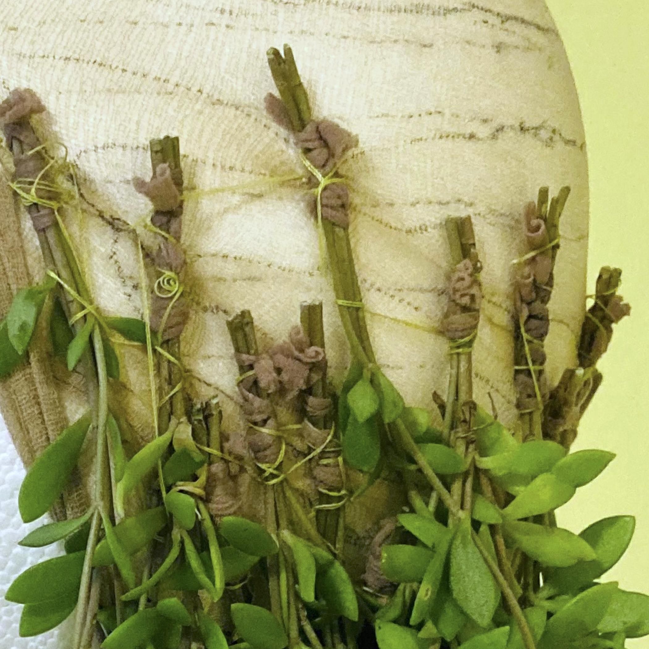 Living, Growing Plant Wig! 5 Steps (with Pictures) Instructables