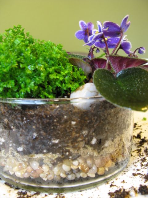 How to Make a Simple Terrarium