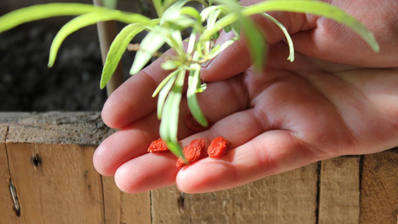 Growing Organic Goji From Seed. Faire Pousser Les Graines De Goji Bio. Como Crecer Goji Organico.