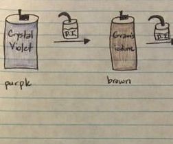 How to do a Gram Stain