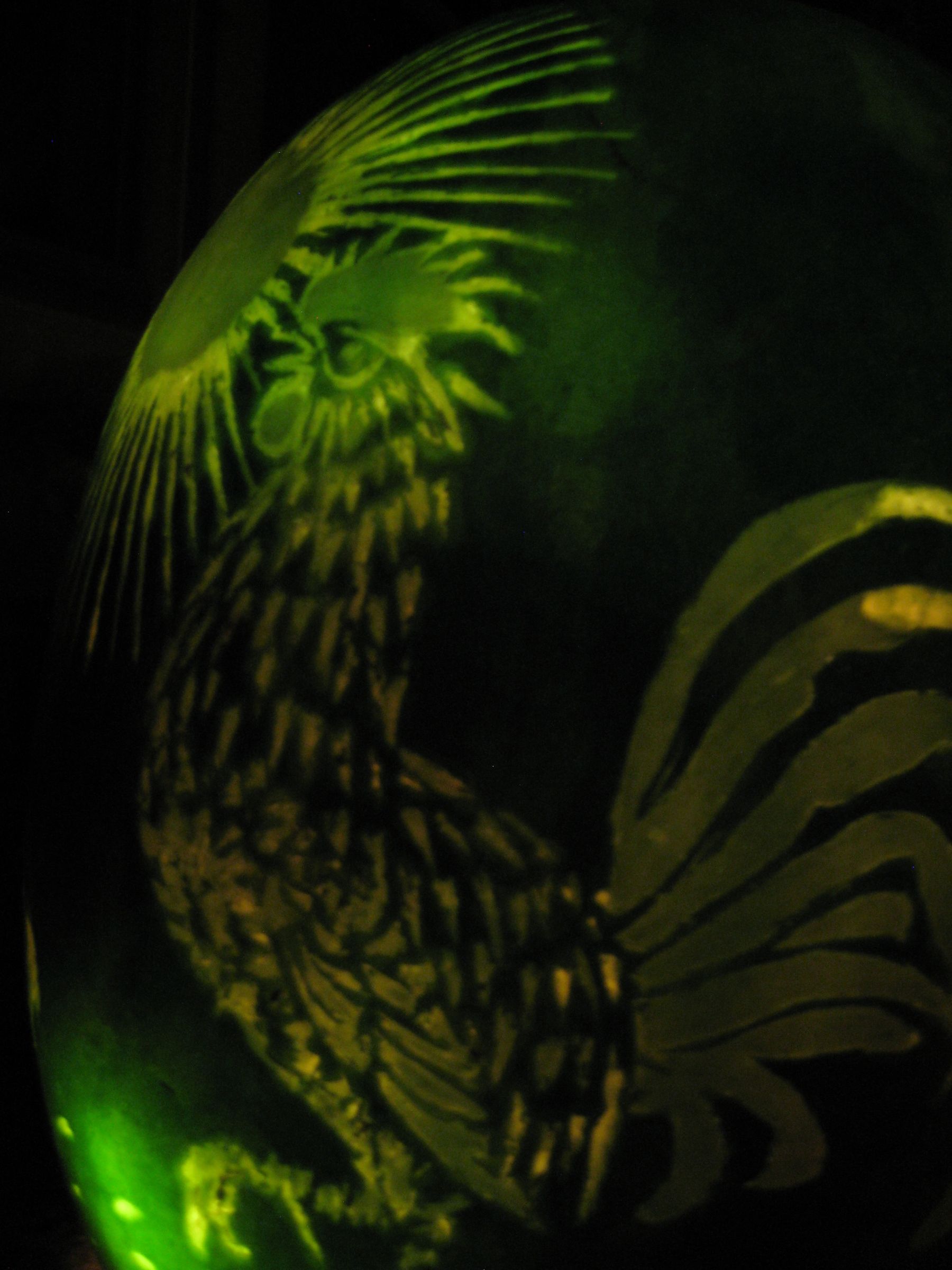 Melon Lantern Aka Chinese Lantern