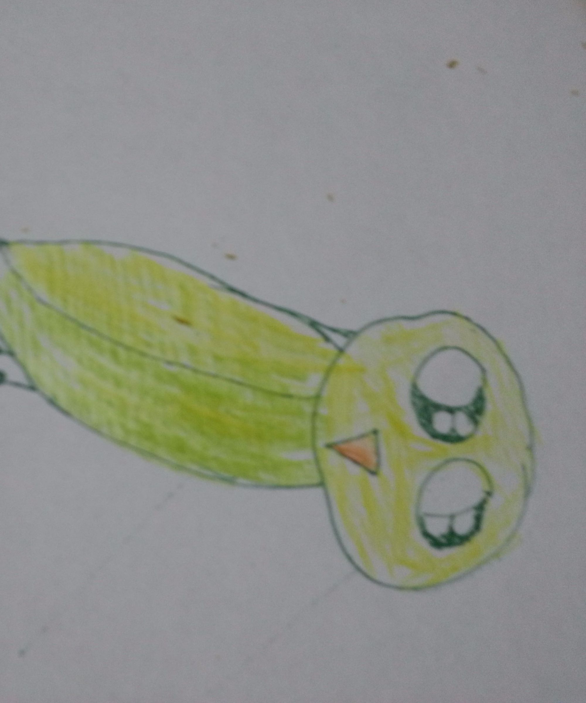 How to Draw a Budgie