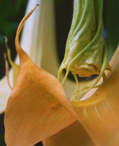 Angel Trumpet