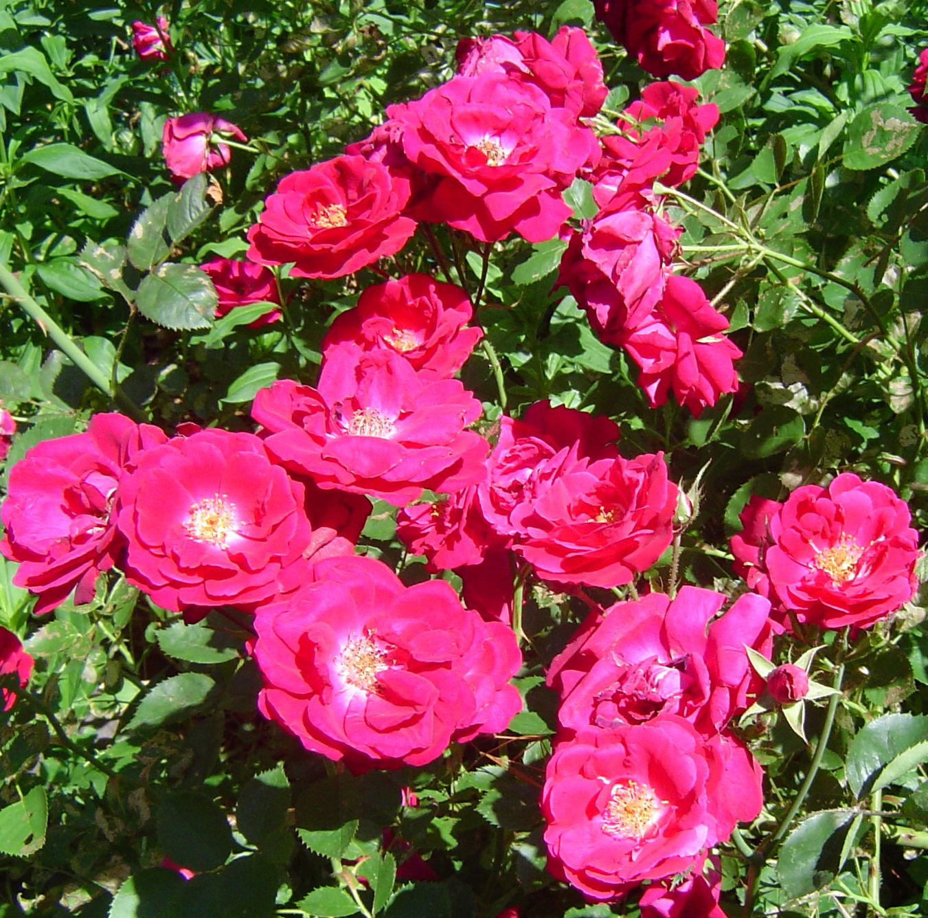 Deb's Garden in Iowa 2012