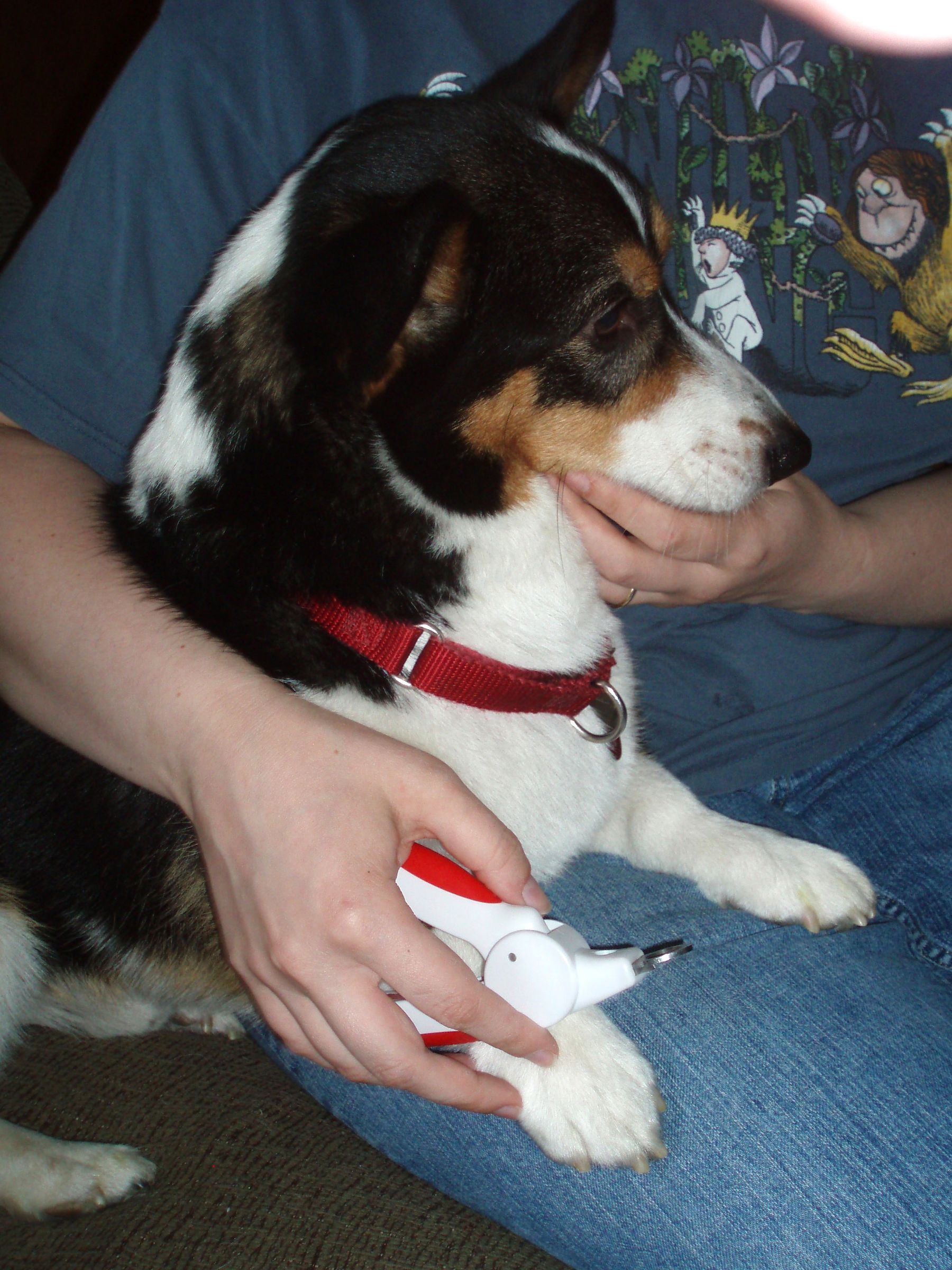 How to trim your dog's toenails