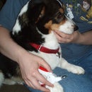 How to trim your dog's toenails