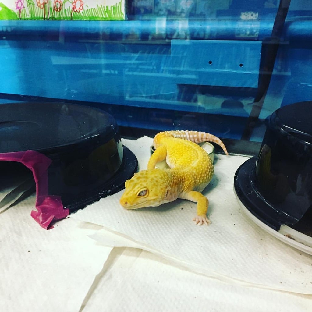 leopard gecko hides
