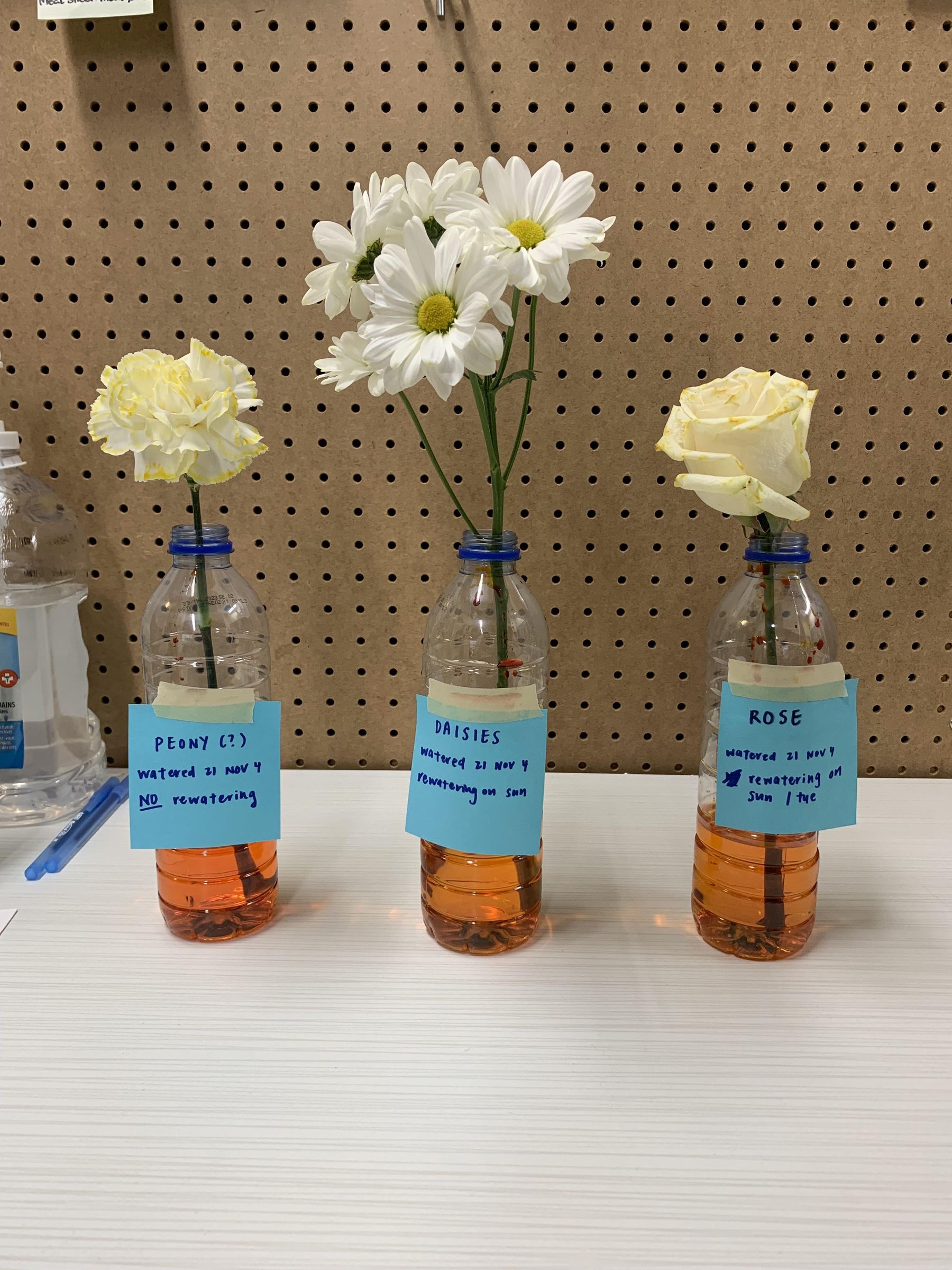 How to Dye Flowers Different Colours 3 Steps Instructables