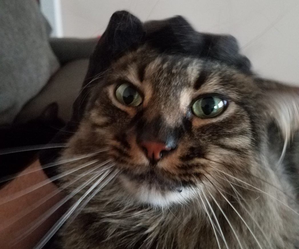 Simple $2 Pet Grooming & Massage Glove