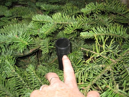 Christmas Tree Watering Hack