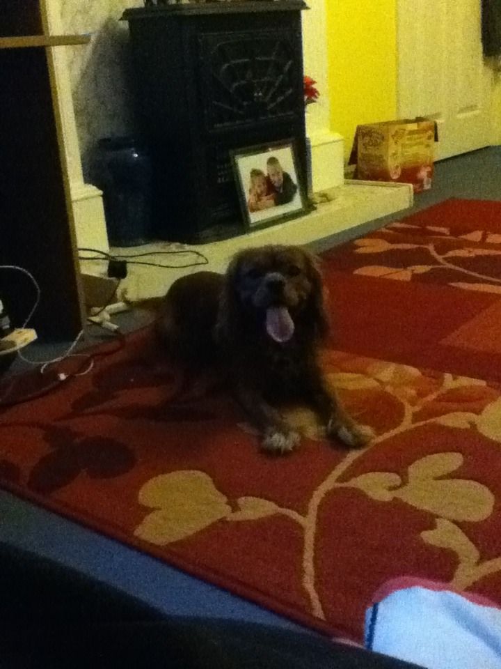 How To Make A Dog Love You