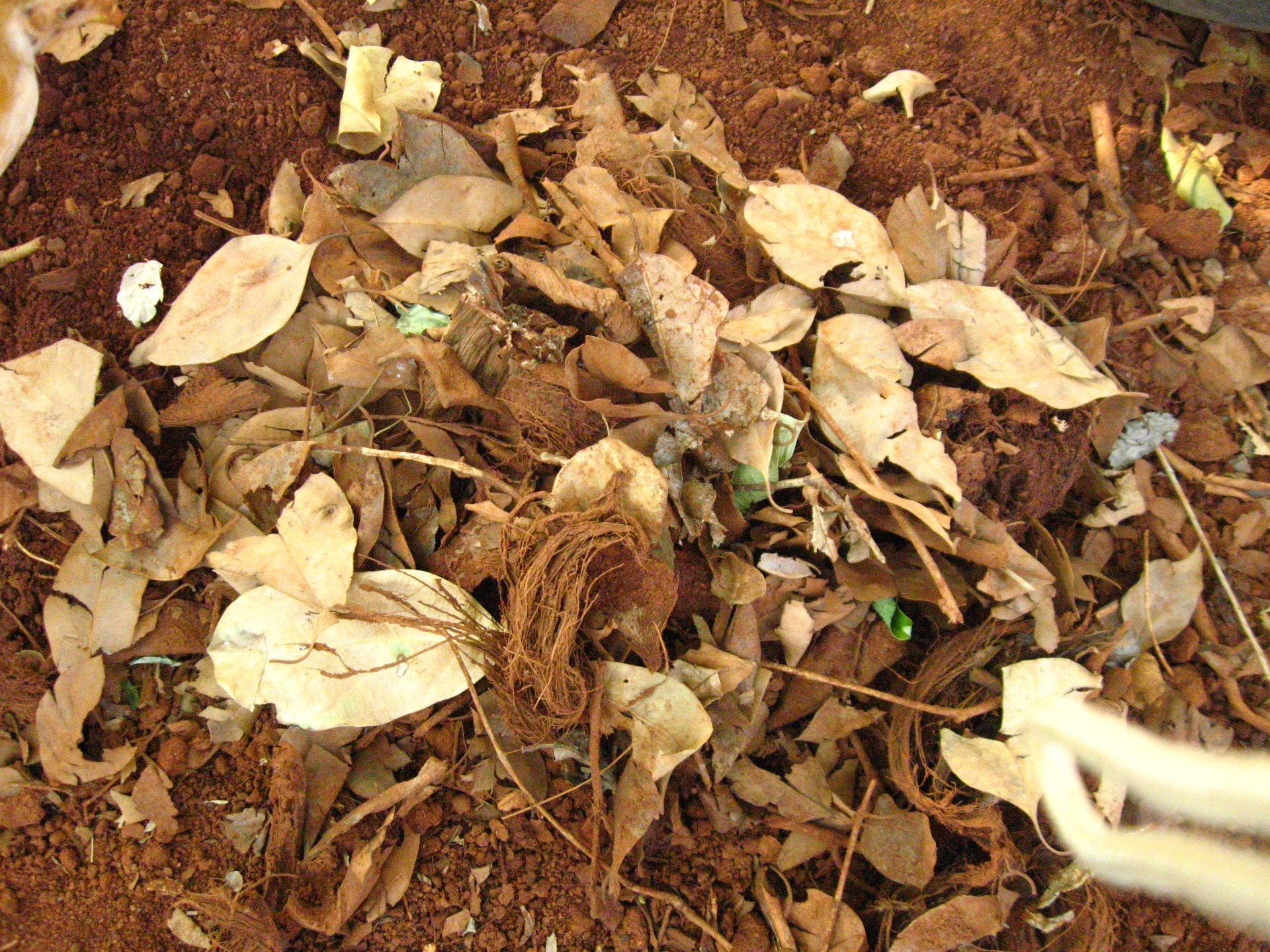 Growing Termites for Feeding Chicken 4 Steps (with Pictures