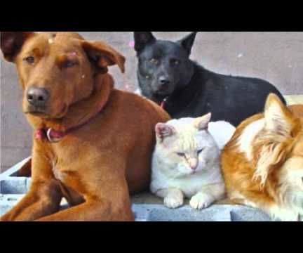 Dog Insurance Reviews