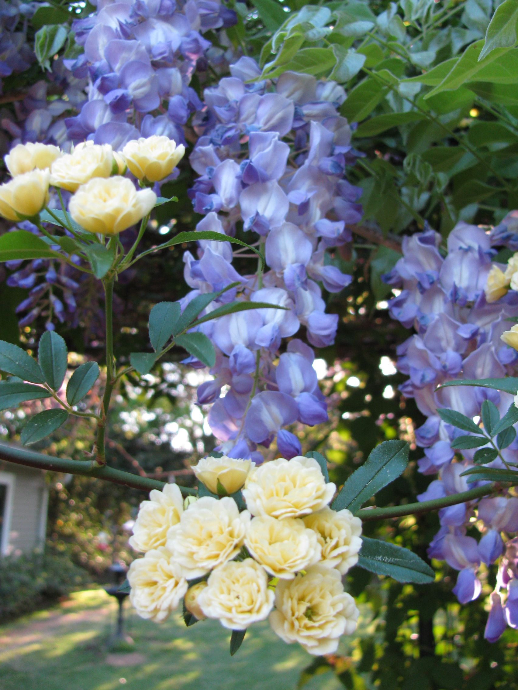 Wisteria and Climbing Roses