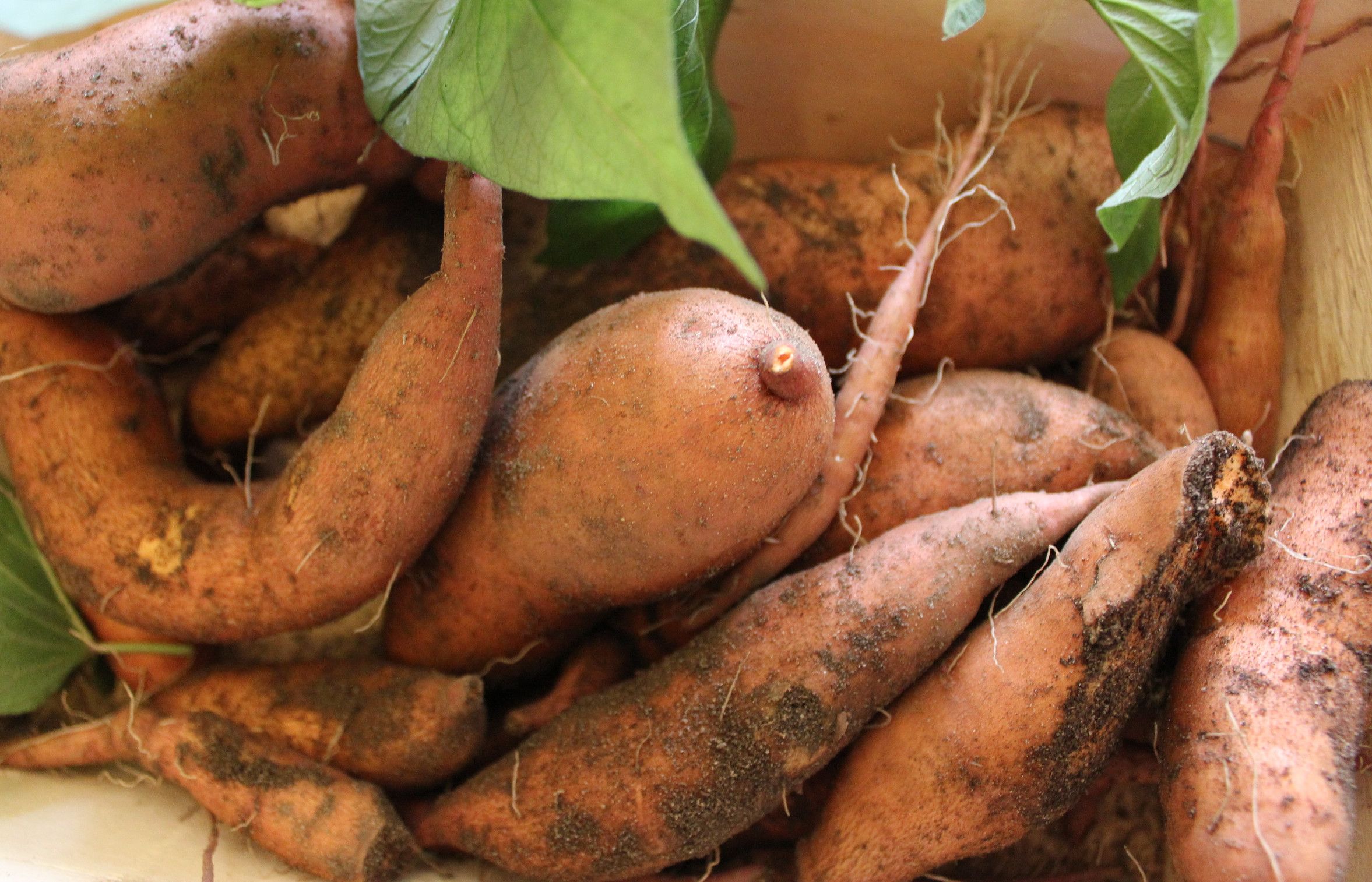 Container Grown Organic Sweet Potatoes in a Cool Climate - Final Reveal - Patate Douce En Normandie.