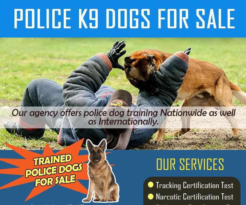 Police K9 Dogs for Sale