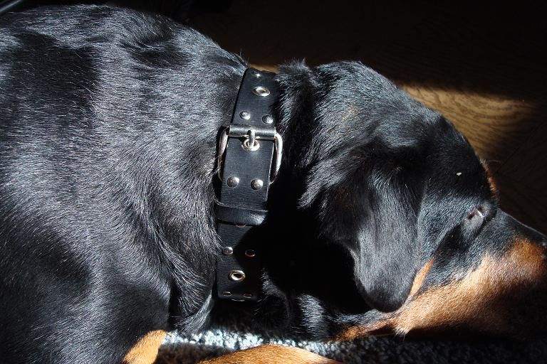 How to Make an Inexpensive Dog Collar. 4 Steps Instructables