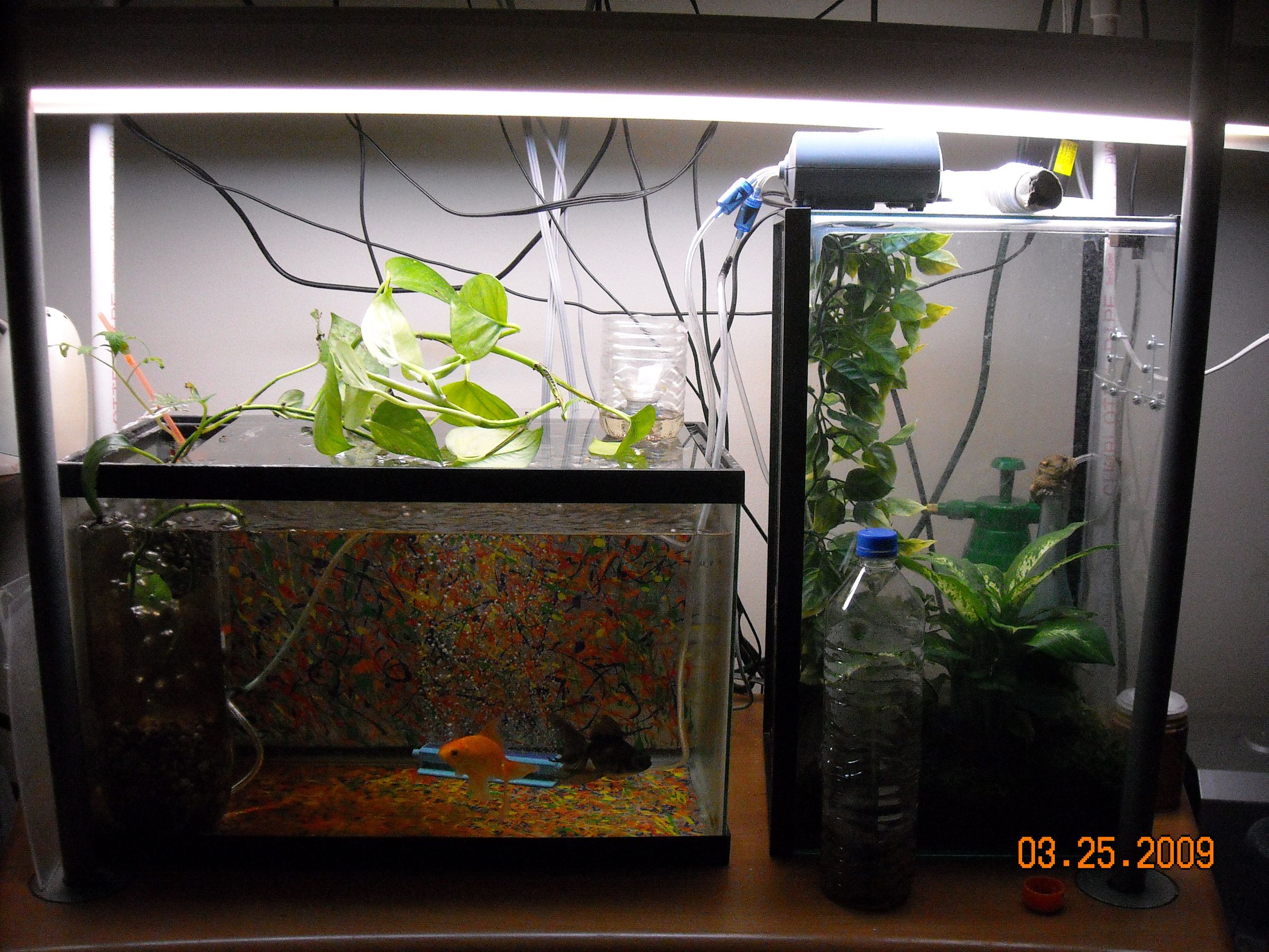 Simple Aquaponics