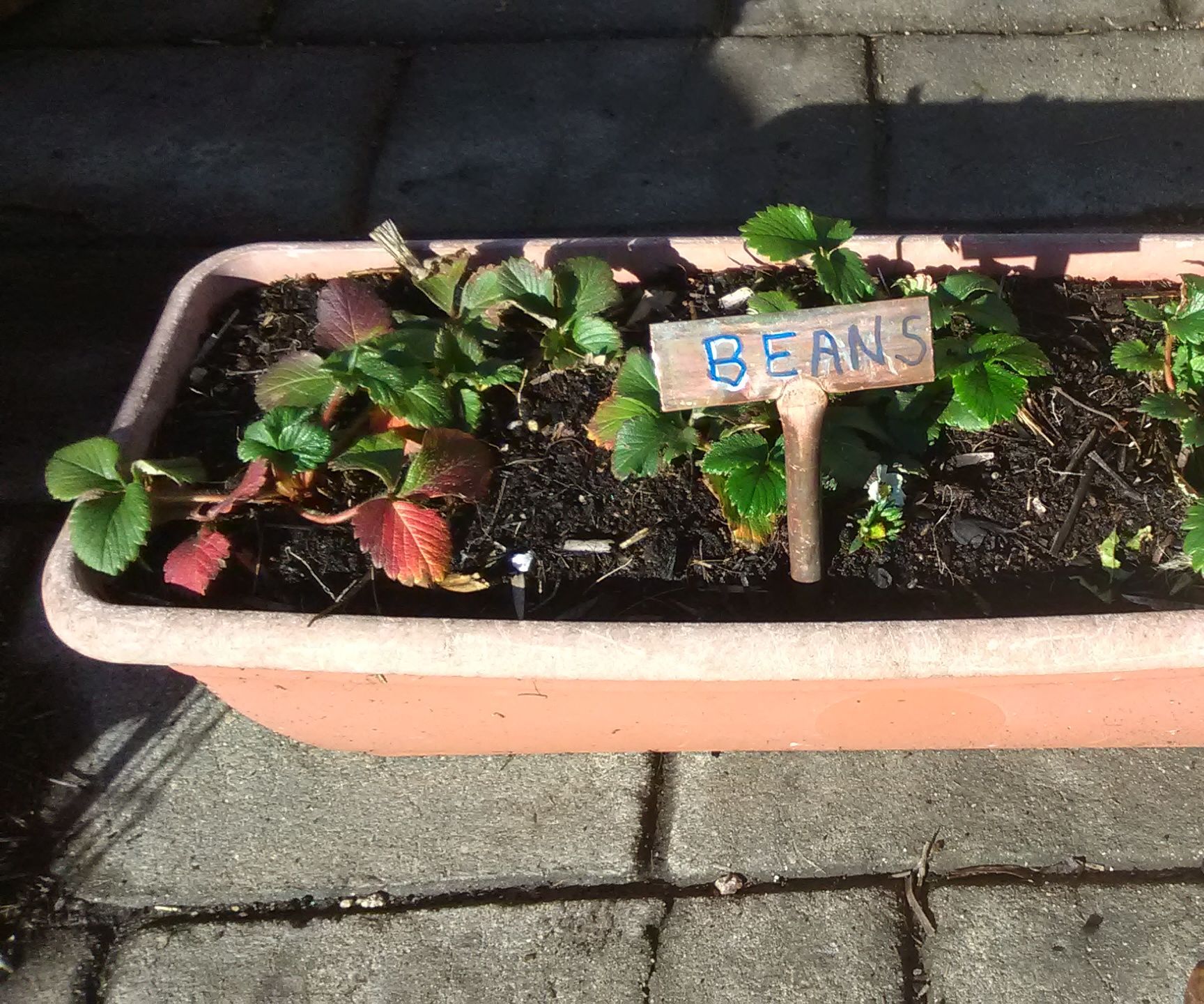 Plant Label From Copper Pipes.