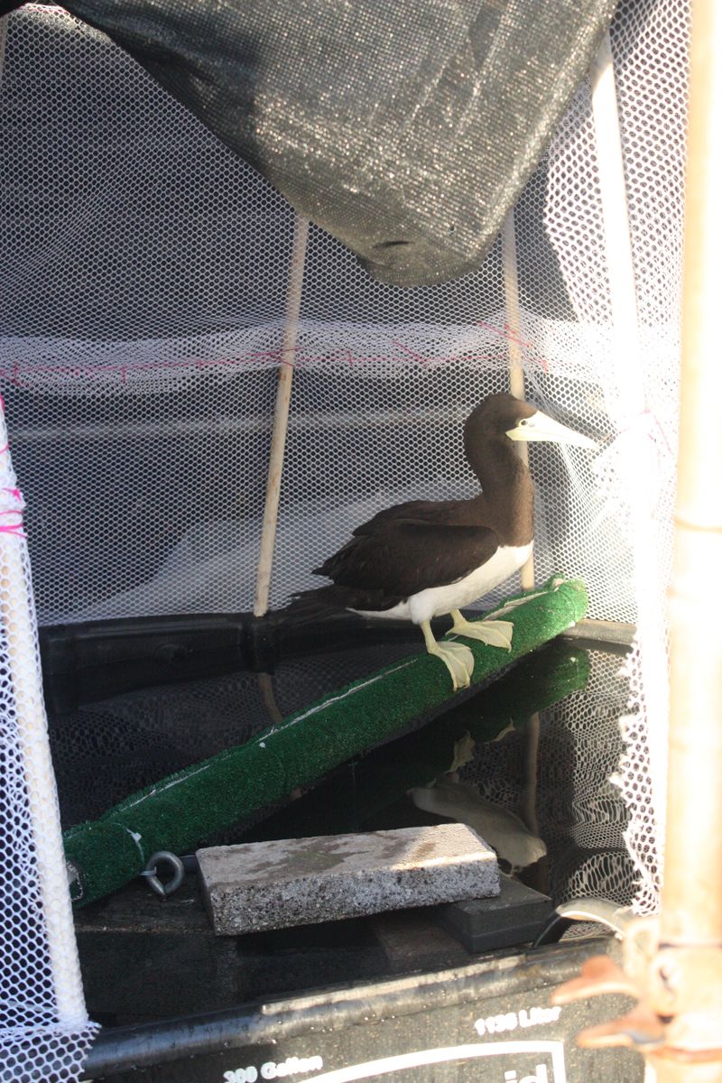 Inexpensive Habitat for an Injured Booby