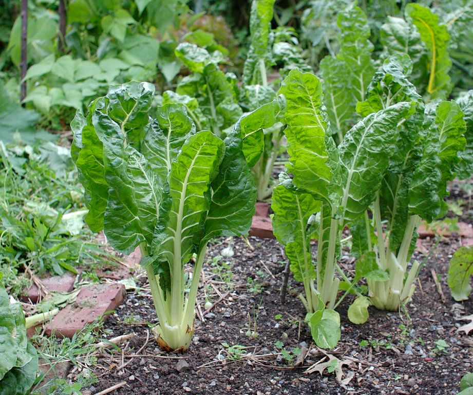Como Cultivar Acelga En El Huerto