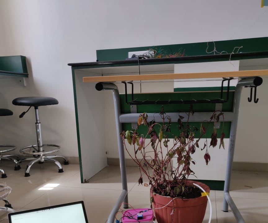 The Lazy Grower (Self Irrigating Plant) 